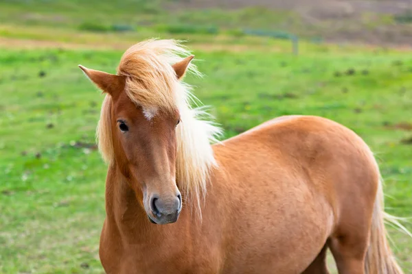 Cavalo marrom em um campo verde de grama — Fotografia de Stock