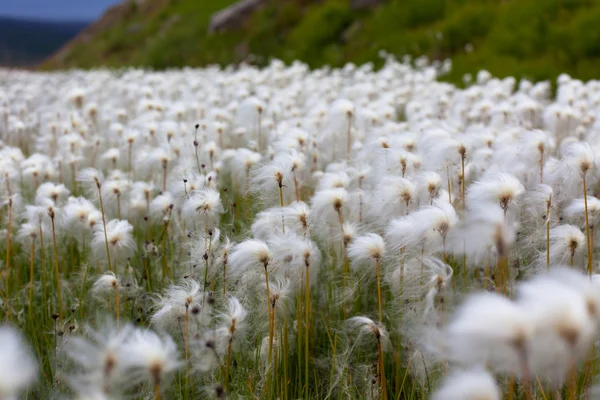 Hierba de algodón ártico en Islandia — Foto de Stock