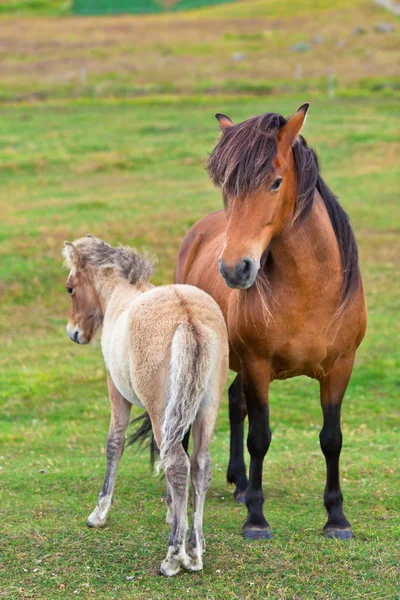 Caballo marrón y su potro en un campo verde de hierba —  Fotos de Stock