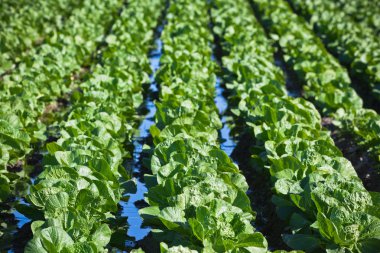 Ekili alan: taze yeşil salata yatak satırları