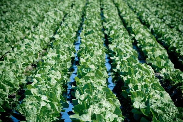 Champ cultivé : rangées de lits de salade verte fraîche — Photo
