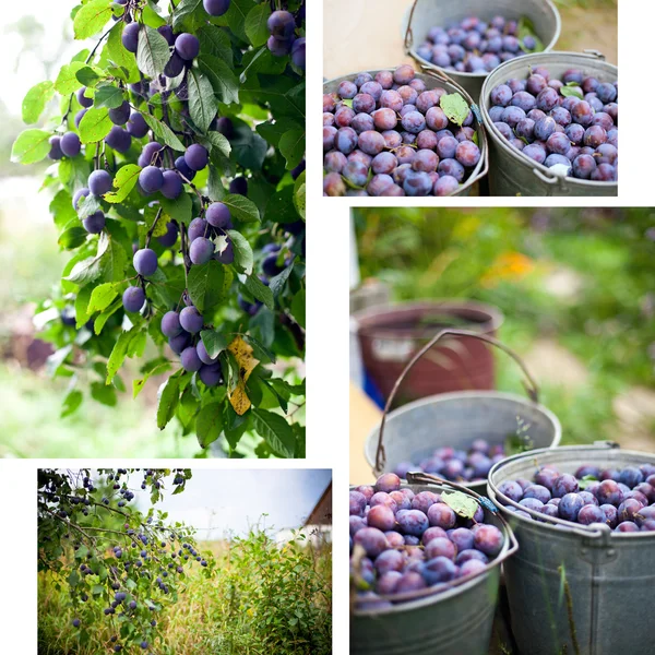 Plum oogst collage — Stockfoto