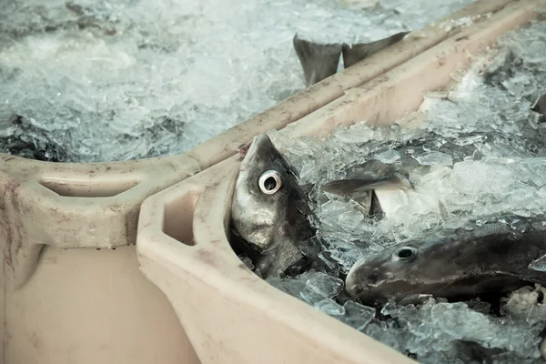 Captura del día - Pescado fresco en contenedores de envío — Foto de Stock