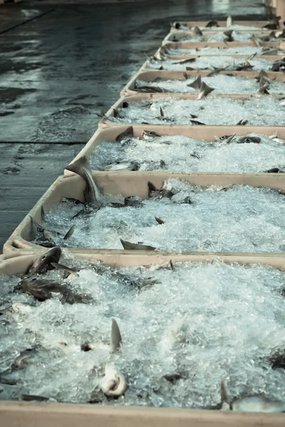 Fang des Tages - frischer Fisch in Schiffscontainern — Stockfoto