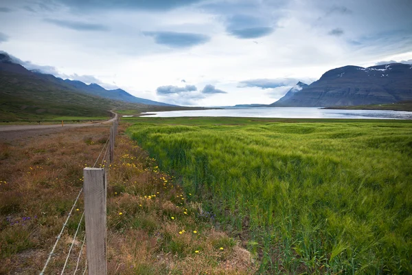 Pole zielone zboże na wschodniej Islandii — Zdjęcie stockowe