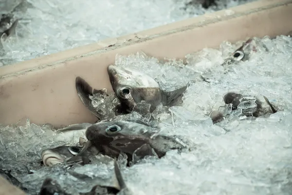 Fånga dagen - färsk fisk i frakt container — Stockfoto