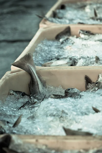 Captura do dia - Peixe fresco em recipientes de transporte — Fotografia de Stock