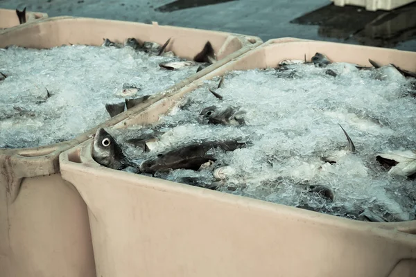 Day - nakliye konteyner içinde taze balık yakalamak — Stok fotoğraf