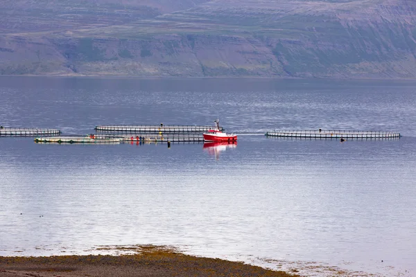 Islandia Pesca en barco y redes en aguas de los fiordos occidentales —  Fotos de Stock