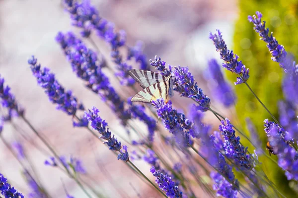 라벤더 부시에서 나비 — 스톡 사진
