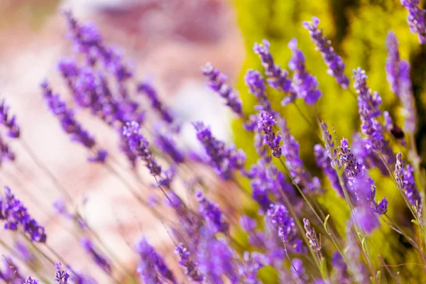 Campo de lavanda — Fotografia de Stock