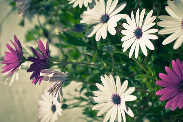 Osteospermum kwiaty w słoneczny dzień — Zdjęcie stockowe