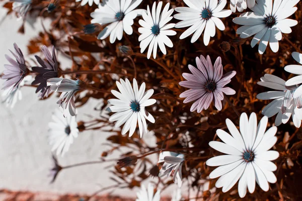 Osteospermum flowerbed — Stock Photo, Image