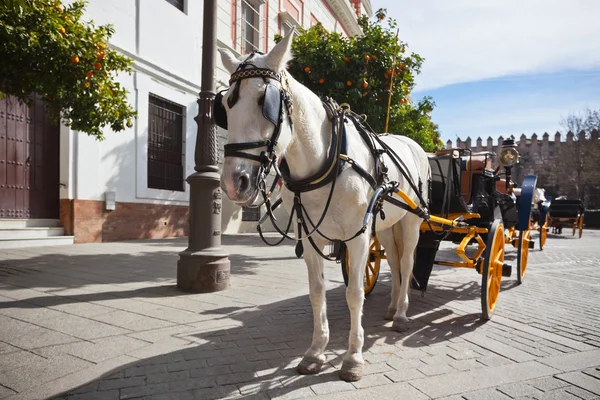 Trasporto di cavalli per turisti a Siviglia, Spagna — Foto Stock