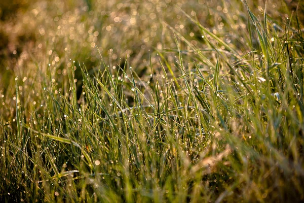 Groen gras met regendruppels — Stockfoto
