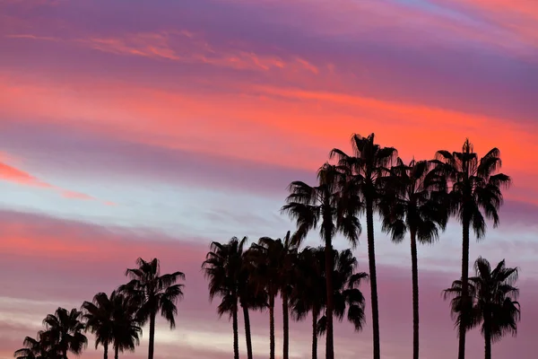Palm Tree Silhouettes on Sunset Sky Background — Stock Photo, Image