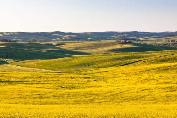 Extérieur Toscane Val d Orcia champs verts et jaunes — Photo