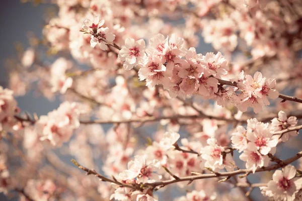 Rózsaszín virágok virágzó őszibarack fa tavasszal — Stock Fotó