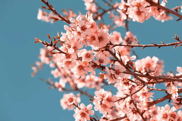 Flores cor-de-rosa florescendo árvore de pêssego na primavera — Fotografia de Stock