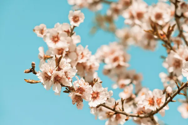 Roze bloemen bloeien perzik boom bij spring — Stockfoto