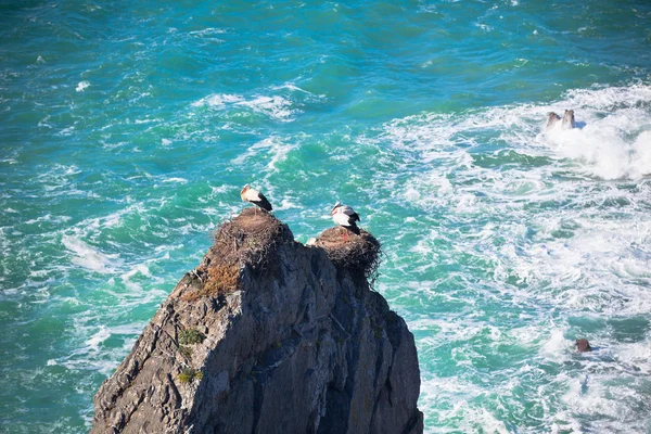 Cicogne su una scogliera sulla costa occidentale del Portogallo — Foto Stock