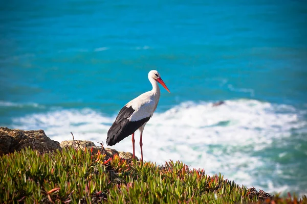 Cegonha num penhasco na costa ocidental de Portugal — Fotografia de Stock