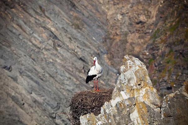 Аист на скале у западного побережья Португалии — стоковое фото