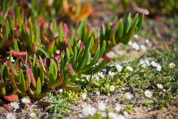 Plantes et marguerites succulentes Gros plan sur la côte de l'océan Portugal — Photo