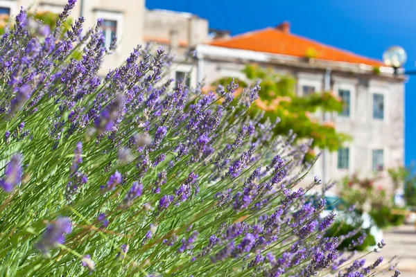 A város főutcája levendula bokor — Stock Fotó