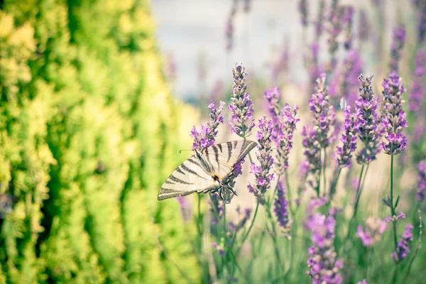 ラベンダー ブッシュで蝶します。 — ストック写真