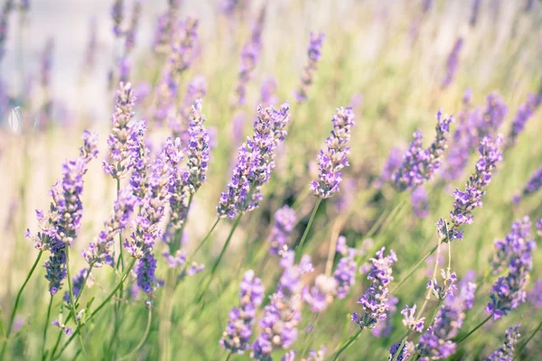 Lavender Bush — Stock Photo, Image