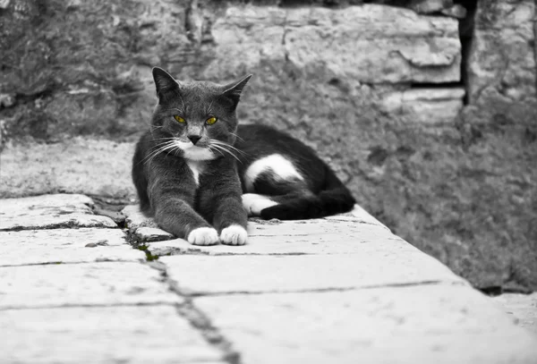 Прекрасная кошка на Староместской улице — стоковое фото