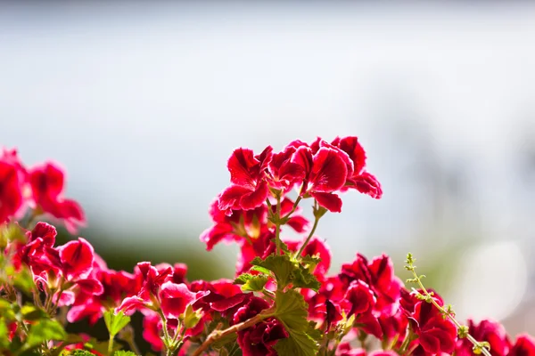 güneş ışığına karşı kırmızı Sardunya çiçekleri