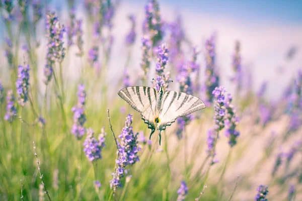 Butterfly op lavendel bush — Stockfoto