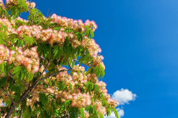 Różowy kwiat akacji gałęzi drzewa — Zdjęcie stockowe
