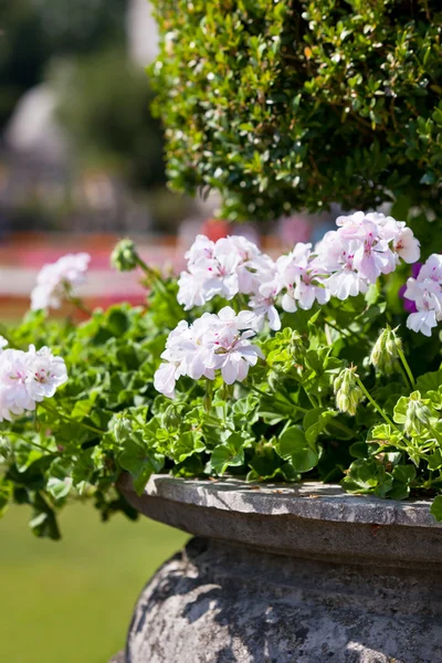 Flores de heranio brillante en maceta de piedra antigua — Foto de Stock