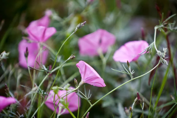 ピンクの bindweeds フィールドで — ストック写真