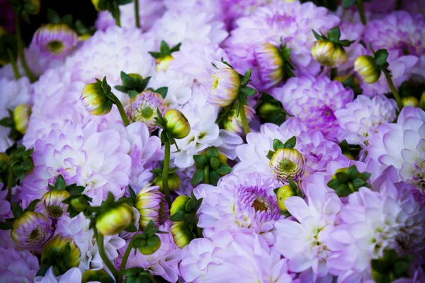 Lindas flores violeta dahlias fechar o fundo — Fotografia de Stock