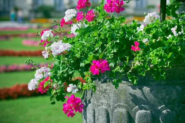 Яркие герановые цветы в древнем каменном котле — стоковое фото