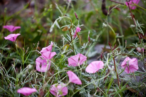 Růžové bindweeds v poli — Stock fotografie