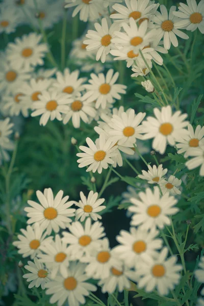 Blooming Camomile flowers at flowerbed — Stock Photo, Image