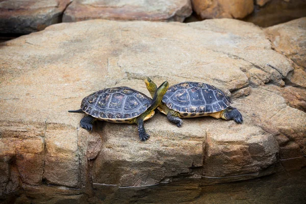 Turtles couple on a stone — Stock Photo, Image