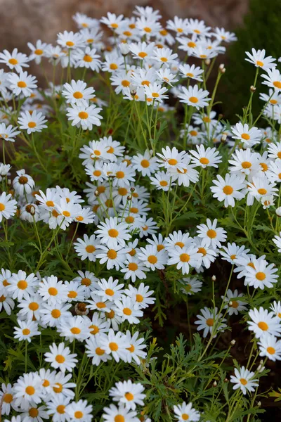 Flowerbed çiçek papatya çiçekleri — Stok fotoğraf