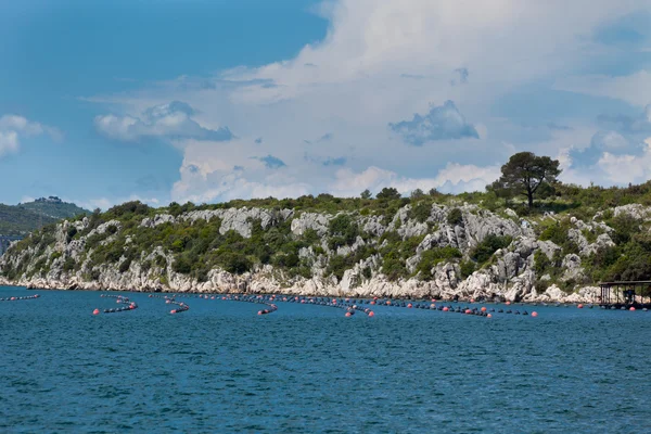 Cozze che crescono nel mare Adriatico, Croazia — Foto Stock