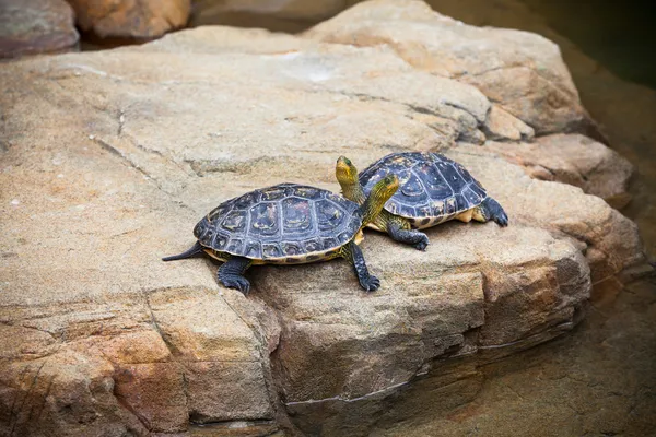 Turtles couple on a stone — Stock Photo, Image