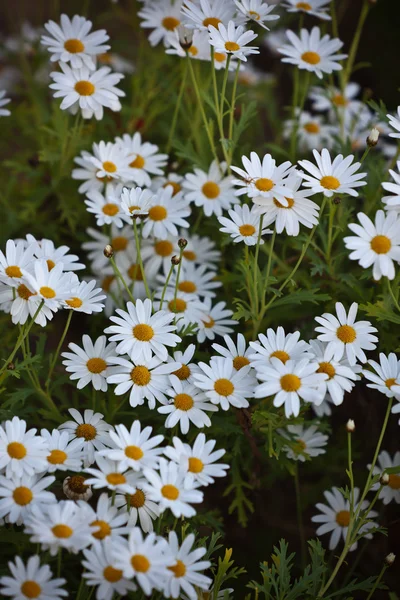 Blooming Camomile flowers at flowerbed — Stock Photo, Image