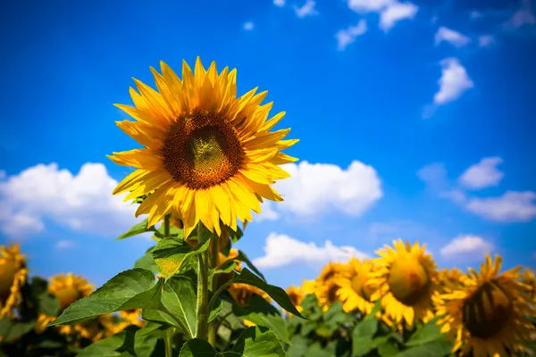 Campo de girasoles —  Fotos de Stock