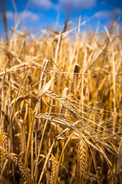 Ripe Cereal field — Stock Photo, Image