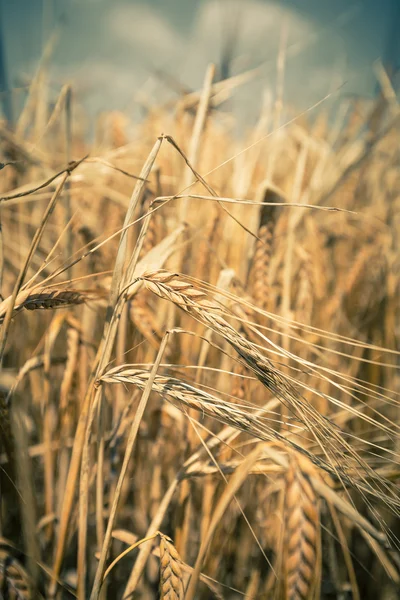 Ripe Cereal field — Stock Photo, Image