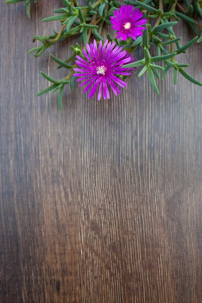 Lampranthus (Pianta di ghiaccio) fiori su sfondo di legno — Foto Stock